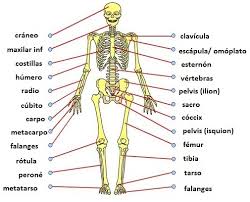Resultado de imagen para dibujos de los huesos del tronco