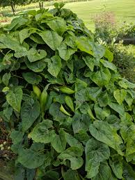 Honeyvine A Native Plant That Can Be Both Friend And Foe Purdue University Indiana Yard And Garden Purdue Consumer Horticulture