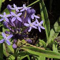 Image result for Otiophora