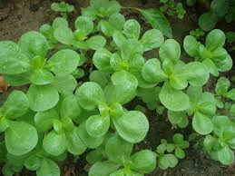 Purslane typically has smaller, single flowers. Portulaca Oleracea Subsp Sativa Golden Purslane World Of Succulents