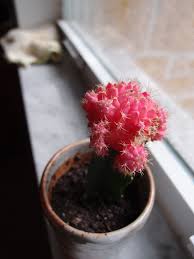 Gymnocalycium mihanovichii moon cactus this cute mutant cactus is actually a combination of two cacti, typically gymnocalycium (the scion) and a rootstock cactus, such as hylocereus. Plants In My Apartment Grafted Cactus Experiment No 1