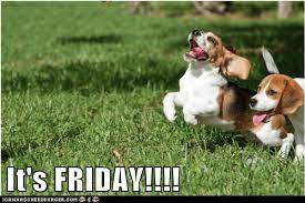 They don't act as happy pills, but rather take the edge off the anxiety and potentially harmful compulsive behaviors that put your dog at risk of injury. I Has A Hotdog Friday Funny Dog Pictures Dog Memes Puppy Pictures Pictures Of Dogs Dog Pictures Funny Pictures Of Dogs Dog Memes Puppy Pictures Doge Cheezburger