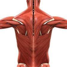 Muscles transfer force to bones through tendons. The Spinal Muscles