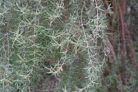 Image result for Lannea virgata