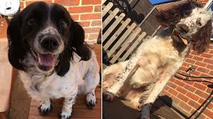 Absolute best quality pet kennels available anywhere! Bedfordshire Dog Kennels Thefts Woman Arrested After Animals Stolen Bbc News