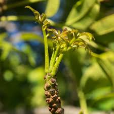 Image result for Ekebergia