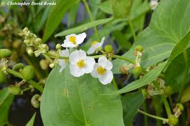 Image result for Loxogramme latifolia