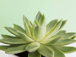 Si bien todos los cactus se consideran suculentas, hay suculentas que. Sorpresa Hay Diferencia Entre Cactus Y Suculentas Blog Colvin
