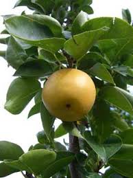 Image result for Pyrus pyrifolia