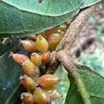 Image result for Antidesma membranaceum