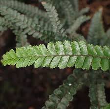 Image result for Adiantum hispidulum