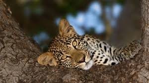 They are wild cat members of the panthera genus, along with lion here are the top 12 differences that will help you understand jaguar vs leopard. What S The Difference Between A Jaguar And A Leopard Mental Floss
