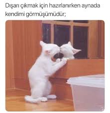 Mizah Komik Ilginc Mood Yeni Begeni Resim Replik Populer Kesfet Ucretsiz Ask Bilgi Caps Kedi Esprileri Komik Hayvan