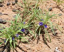 Image result for Aptosimum lineare