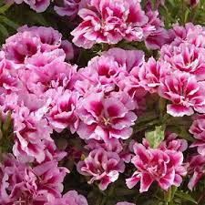 Godetia Rembrandt Godetia Grandiflora Seeds Flower Garden Plants Annual Flowers Flower Seeds