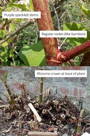 Japanese knotweed spreads relentlessly and grows back year after year, meaning you should use a. Japanese Knotweed Identification The Japanese Knotweed Company