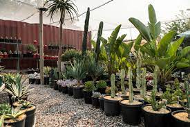 Cactus is a unique creation of nature that easily adapts to dry environments by storing an adequate amount of water in their leaves, roots, and stems. Hunt For Affordable And Rare Cacti Succulents And Agave At A Delightful Appointment Only Nursery On The Outskirts Of Sydney