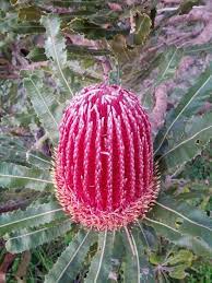 Australian Native Plant Banksia Menziesii Australian Native Plant Banksia Menziesii Australian Native Flowers Australian Native Plants Australian Flowers