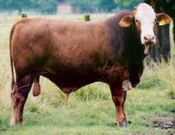 Cattle brahman fattening zimbabwe business breeds pen livestock plan command scheme rolling gets types floppy ears. Breeds Braford The Cattle Site