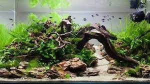 Java ferns are usually much larger than needle leaf java fern. How To Make Simple Aquascape For Beginners Steemkr