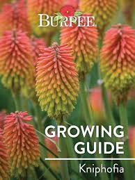 Image result for Kniphofia
