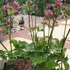 Photo astrantia major 'abbey road' an herbaceous perennial springtime summer flower plant commonly known as great masterwort can be used for personal and commercial purposes according. Astrantia Major Abbey Road Masterwort Abbey Road In Gardentags Plant Encyclopedia
