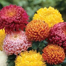 One of the best things you can do for your mum is repot it. Mums How To Care Michigan Bulb Company