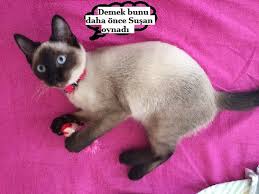 Kedileri Birbirine Alistirmak Kediler Nasil Tanistirilir Suzionline