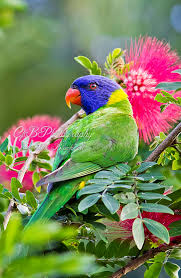 Australian Rainbow Lorikeet Papaganlar Kus Doga