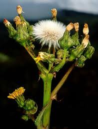 Image result for Sonchus schweinfurthii