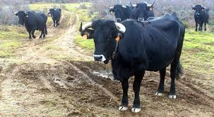 Solo quedan en el mundo 238 ejemplares. Las Ayudas Provinciales Para La Vaca Serrana Tendran 45 000 Euros Sorianoticias