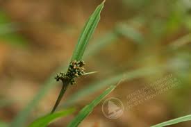 Image result for Hypolytrum