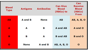 Blood Types Compatibility Human Blood Types And The Genetics