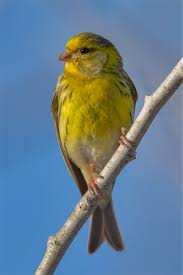 Finkenvogel m (genitive finkenvogels, plural finkenvögel). Girlitz Wikipedia