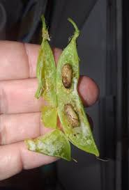 スナップエンドウに成り代わる厄介な害虫 ウラナミシジミを食べてみた 野食ハンマープライス