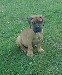 Proven tips from dog experts that has worked for more than 875,000 dog owners worldwide. Bullmastiff Puppies For Sale Ny L2sanpiero