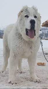 #щенкиалабая #алабай #туркменскийалабай #среднеазиатскаяовчарка #centralasianshepherd #centralasianshepherddog #alabay #alabai. Alabai Reis Krupnye Porody Sobak Porody Sobak Sobaki