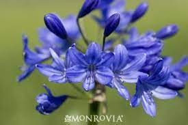 Midknight Blue Agapanthus Agapanthus X Monmid Monrovia Midknight Blue Agapanthus Agapanthus X Blue Hydrangea Flowers Blue Lotus Flower Blue Flowers