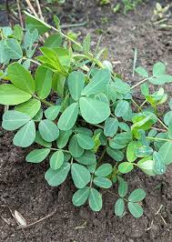 Image result for Arachis hypogaea