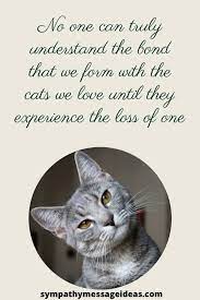 No heaven will not ever heaven be. 41 Heartfelt Loss Of Cat Quotes And Images Sympathy Card Messages