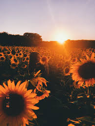 Maybe you would like to learn more about one of these? Summer Sunflowers Aesthetic Photography Nature Nature Photography Landscape Photography Nature