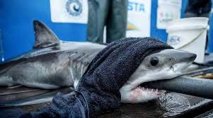 Great white shark, carcharodon carcharias, near the water surface, six nautical miles from the coast of gansbaai, quite close to dyer island and. Gus Ø¹Ù„Ù‰ ØªÙˆÙŠØªØ± Seeing A Lot Of People Misidentify Salmon Sharks As Baby Great Whites Here Are Some Actual Baby Great Whites To Clear Up The Confusion Https T Co Lmwdxmf28y ØªÙˆÙŠØªØ±