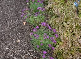 Image result for Vernonia sutherlandii