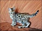 Pros and Cons of Getting Bengal Cats- Everything You Need ...