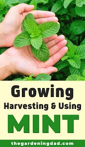11 Easy Tips How To Grow Mint From Seed The Gardening Dad In 2020 Growing Mint Mint Plants Organic Gardening Tips