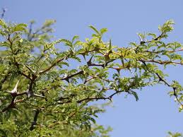 Image result for Acacia erioloba