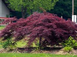 Only 2 available and it's in 1 person's cart. Crimson Queen Japanese Maple New Life Nursery