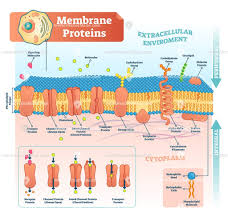 Maybe you would like to learn more about one of these? Membrane Proteins Biological Vector Illustration Scheme Protein Biology Cell Membrane Structure Plasma Membrane