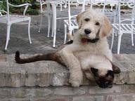 Well, what do you know? For Dog Lovers Quiz 10 Questions