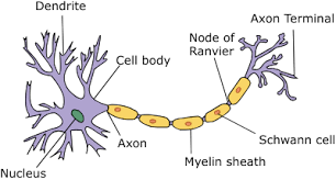 Nerve cells originate from embryonic ectoderm. Nervous Tissue Boundless Anatomy And Physiology